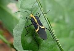 Hypselonotus linea