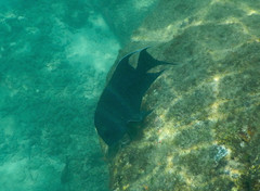 Microspathodon dorsalis