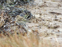 Spinus pinus image