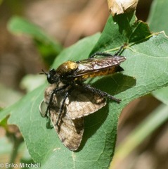 Laphria sericea