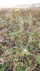 Neslia paniculata