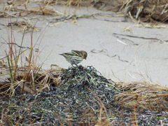 Spinus pinus image