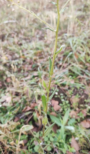 Image of Neslia paniculata by (c) Юлия, some rights reserved (CC BY)