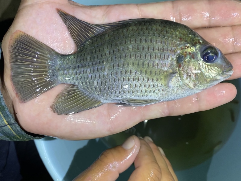 Cabra-cichlide (Pelmatolapia cabrae) — Cichlidae