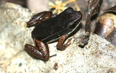 Silverstoneia flotator