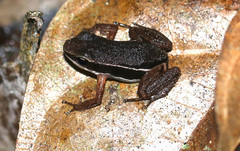 Silverstoneia flotator