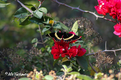 Papilio garamas garamas