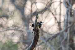 Myrmecocichla arnotti