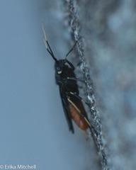 Urocerus cressoni