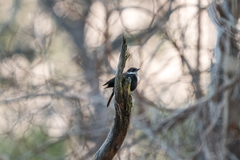 Myrmecocichla arnotti