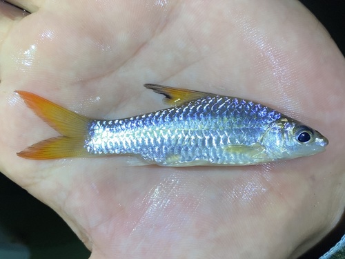 Brazza's barb (Enteromius brazzai) — Cyprinidae — 4