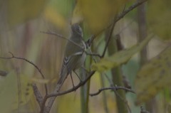 Phylloscopus humei