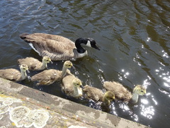 Branta canadensis
