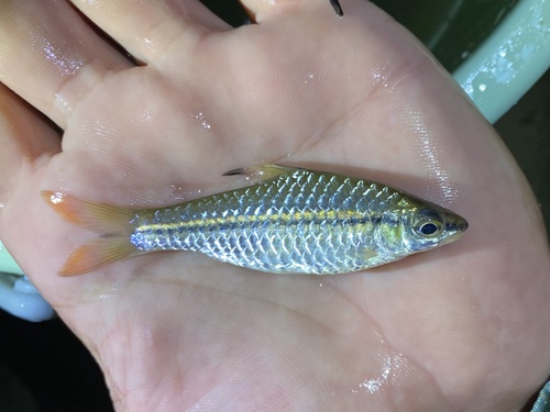 Guiral's barb (Enteromius guirali) — Cyprinidae — 4
