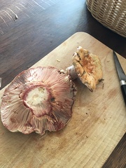 Lactarius sanguifluus