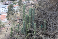 Trichocereus bridgesii