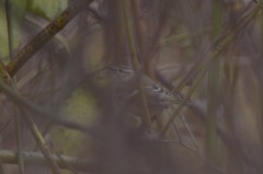 Phylloscopus humei