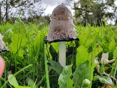 Coprinus comatus