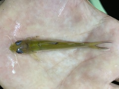 Chrysichthys aluuensis