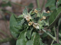 Tetraclea coulteri