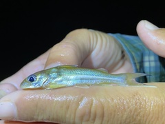 Chrysichthys aluuensis