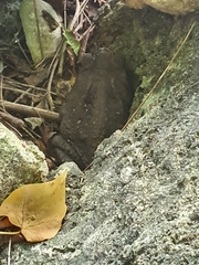 Rhinella marina