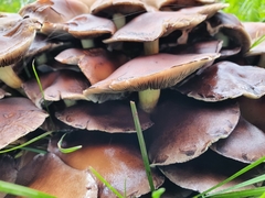 Psathyrella piluliformis