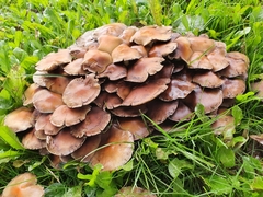 Psathyrella piluliformis