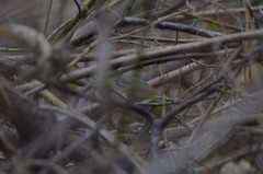 Phylloscopus humei