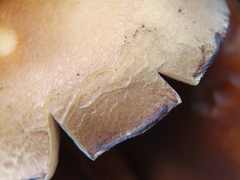 Psathyrella piluliformis