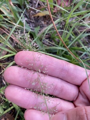 Eragrostis amabilis