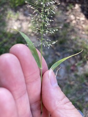 Eragrostis amabilis