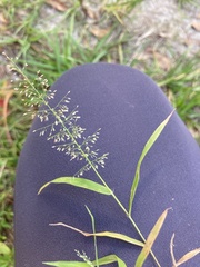 Eragrostis amabilis