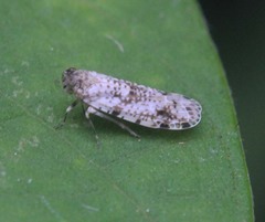 Plectoderini