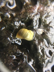 Littorina saxatilis