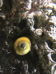 Littorina saxatilis