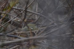 Phylloscopus humei