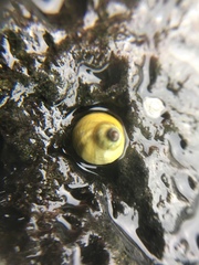 Littorina saxatilis
