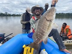 Lutjanus endecacanthus