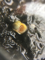 Littorina saxatilis
