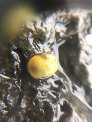 Littorina saxatilis