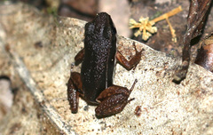 Silverstoneia flotator