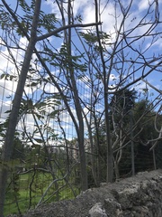 Ailanthus altissima