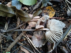 Mycena polygramma