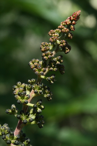 tree calliandra