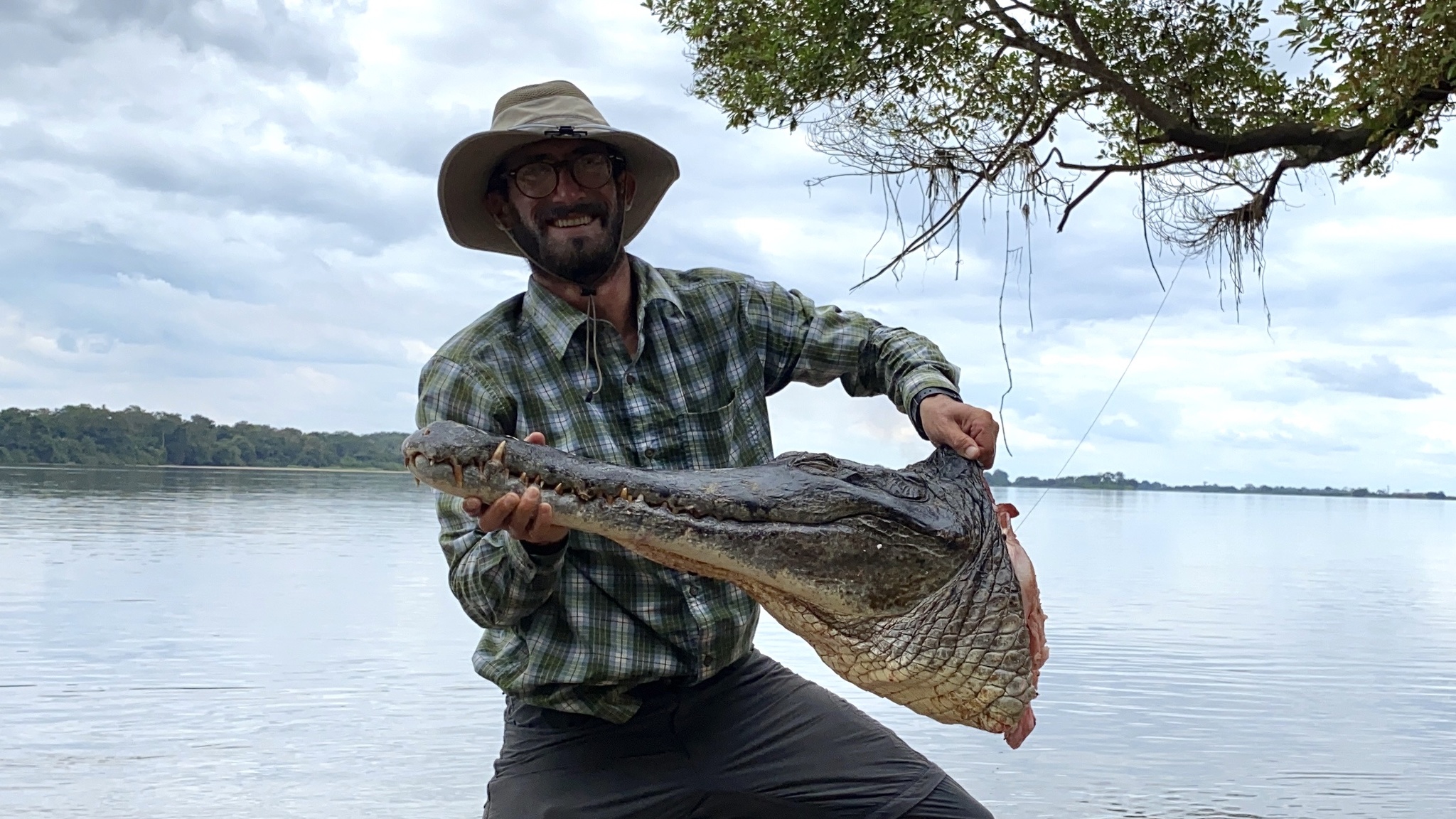 Mecistops leptorhynchus 1835)