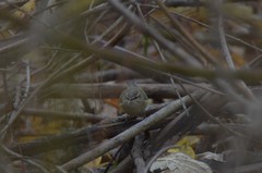Phylloscopus humei