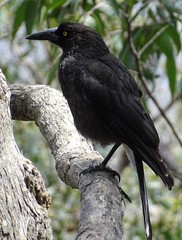 Strepera versicolor melanoptera
