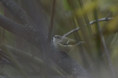 Phylloscopus humei