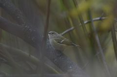 Phylloscopus humei